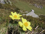 25 Pulsatilla alpina sulphurea (Anemone alpino)